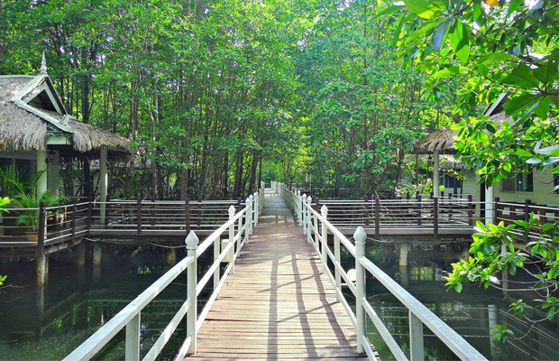 Mangrove Forest Koh Kong 4